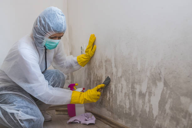 Best Residential Mold Removal  in Buffalo, OK