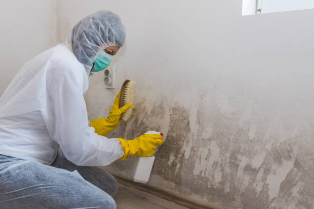 Best Black Mold Removal  in Buffalo, OK
