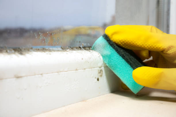 Best Attic Mold Removal  in Buffalo, OK