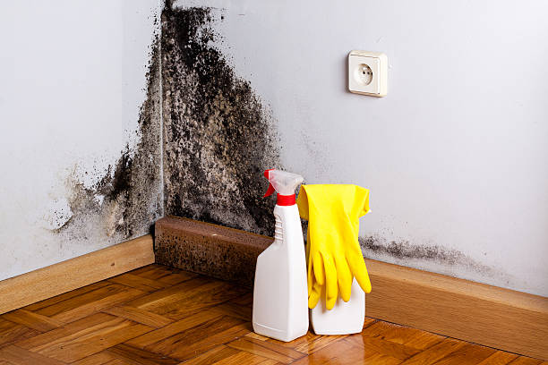 Best Commercial Mold Removal  in Buffalo, OK