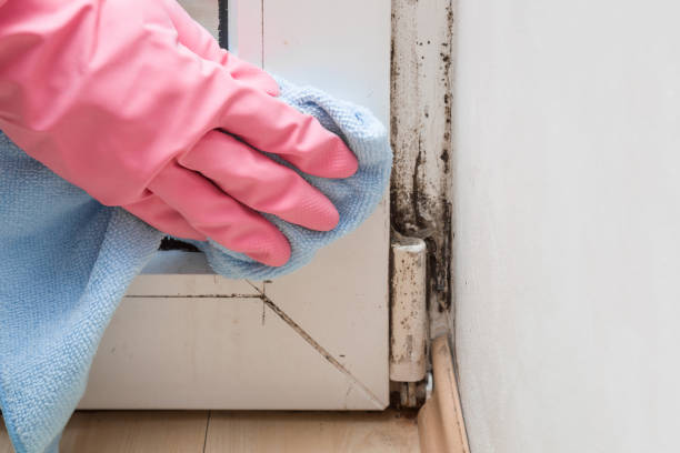 Buffalo, OK Mold Removal Company