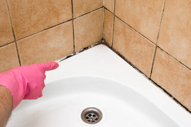 Professional Mold Removal in Buffalo, OK